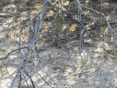 Aspidoscelis tesselatus