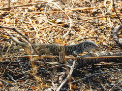 Aspidoscelis tesselatus