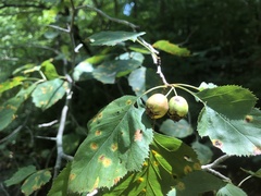 Crataegus coccinea coccinea
