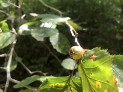 Crataegus coccinea coccinea