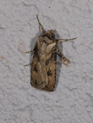 Agrotis interjectionis