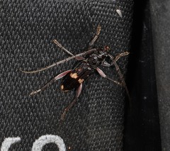 Phoracantha punctata