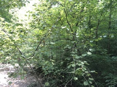 Crataegus coccinea coccinea