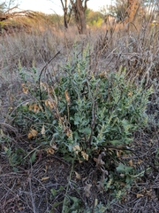 Stillingia treculiana