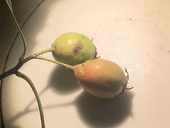 Crataegus coccinea coccinea