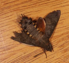 Macroglossum vacillans