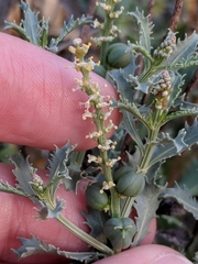 Stillingia treculiana