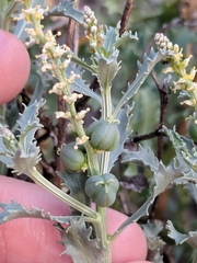Stillingia treculiana