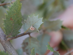 Paracraspis insolens