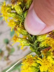Solidago hispida huronensis