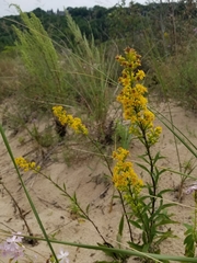 Solidago hispida huronensis