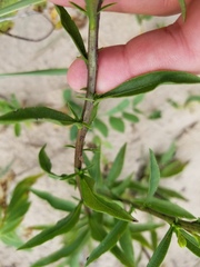 Solidago hispida huronensis