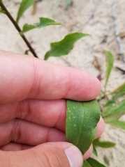 Solidago hispida huronensis