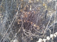 Austrobrickellia arnottii