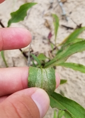 Solidago hispida huronensis