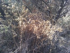 Austrobrickellia arnottii