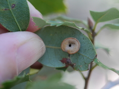 Paracraspis patelloides