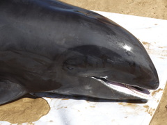 Peponocephala electra