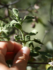 Acalitus phoradendronis