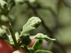 Acalitus phoradendronis