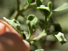 Acalitus phoradendronis