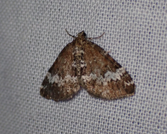 Perizoma alchemillata