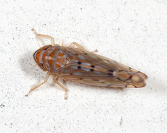 Osbornellus auronitens