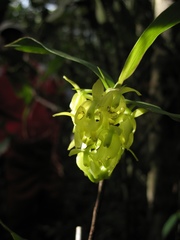 Epidendrum envigadoense
