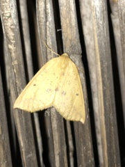 Neoterpes edwardsata