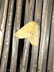 Neoterpes edwardsata