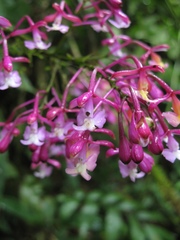 Epidendrum ionodesme