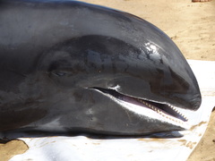Peponocephala electra