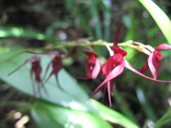 Pleurothallis phalangifera