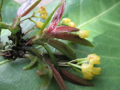 Pterostemma antioquiense