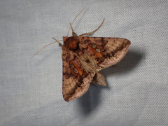 Autographa bimaculata