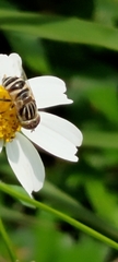 Eristalinus megacephalus