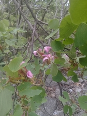 Bauhinia macranthera
