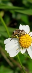 Eristalinus megacephalus