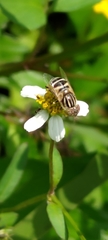 Eristalinus megacephalus