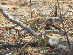 Aspidoscelis tesselatus