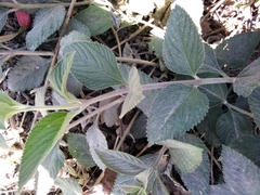 Lippia alba