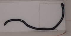 Gymnophiona