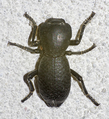 Zopheridae