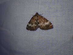 Perizoma alchemillata