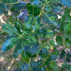 Phyllocoptes coprosmae