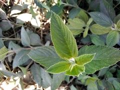 Lippia alba