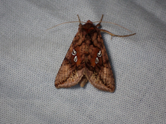 Autographa bimaculata
