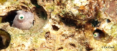 Salarias segmentatus