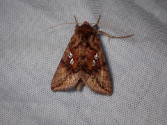 Autographa bimaculata