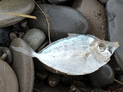 Leiognathidae
